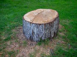 Best Tree Health Inspection  in St Ansgar, IA