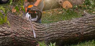 Best Hedge Trimming  in St Ansgar, IA