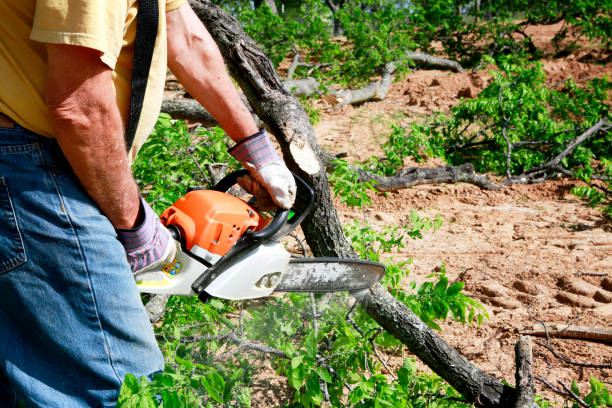 Best Lawn Disease Treatment  in St Ansgar, IA